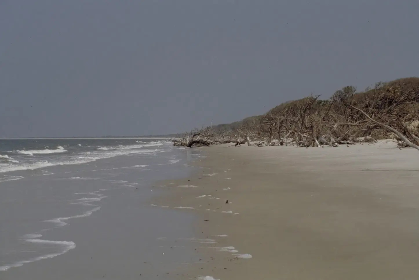 secrets-of-georgias-blackbeard-island-wilderness