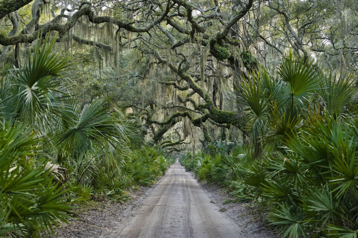 secrets-of-georgias-cumberland-island-forests