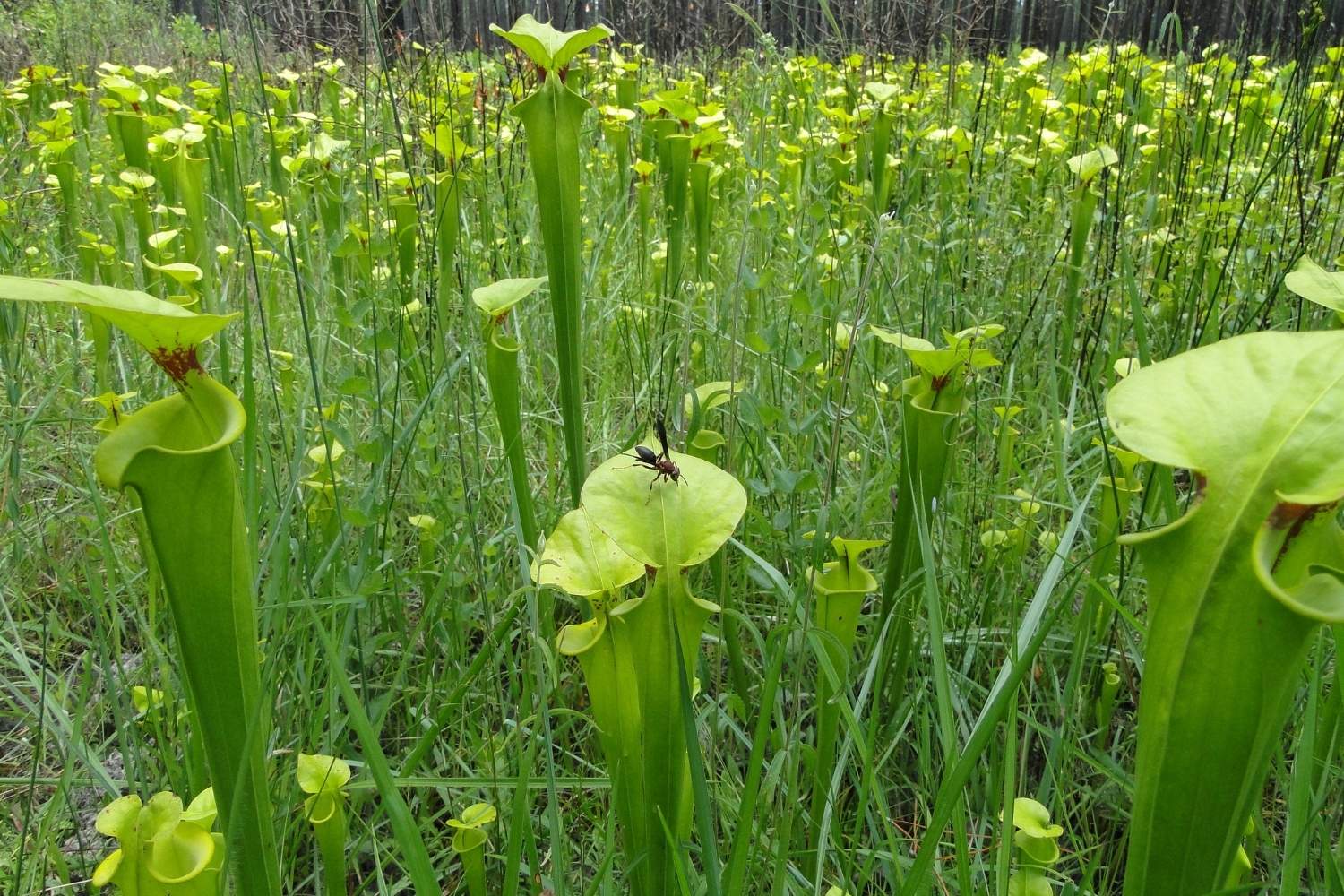 secrets-of-georgias-grand-bay-pitcher-plant-bogs