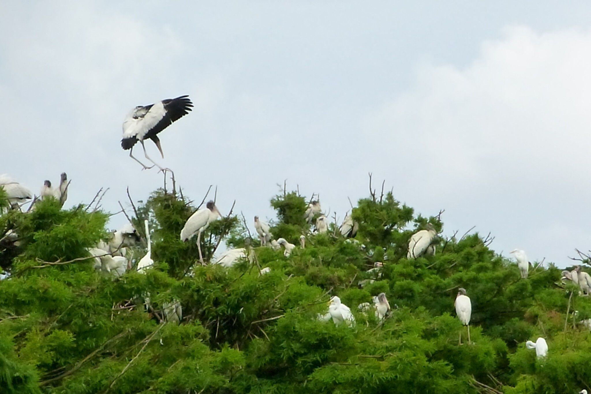 secrets-of-georgias-harris-neck-wood-stork-colonies