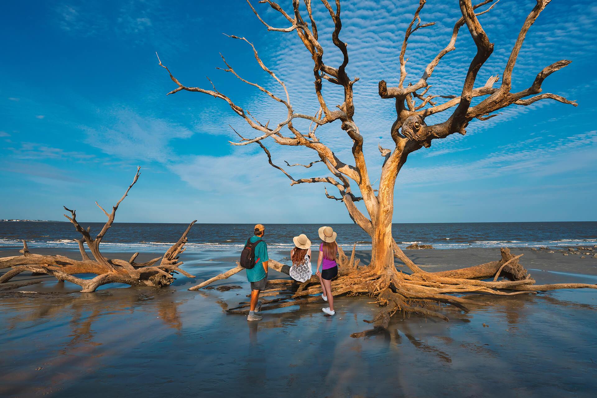 Secrets-Of-Georgia8217s-Jekyll-Island-Turtle-Nesting-Beaches secrets-of-georgias-jekyll-island-turtle-nesting-beaches