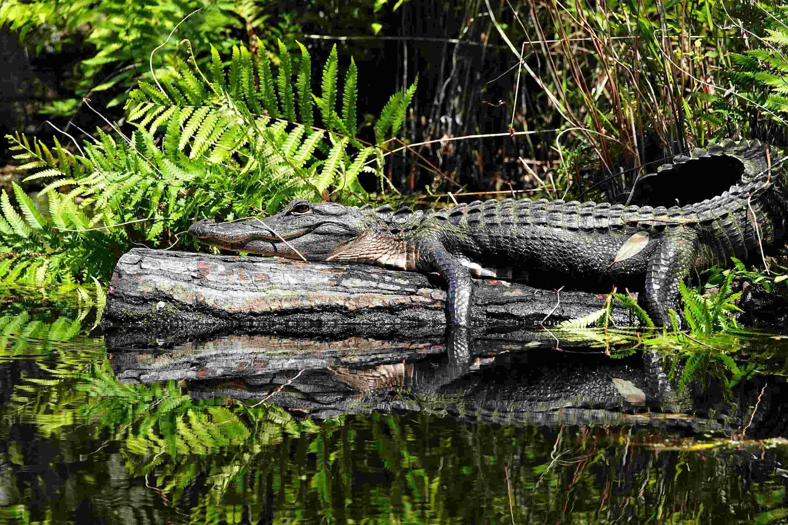 secrets-of-georgias-okefenokee-alligator-holes