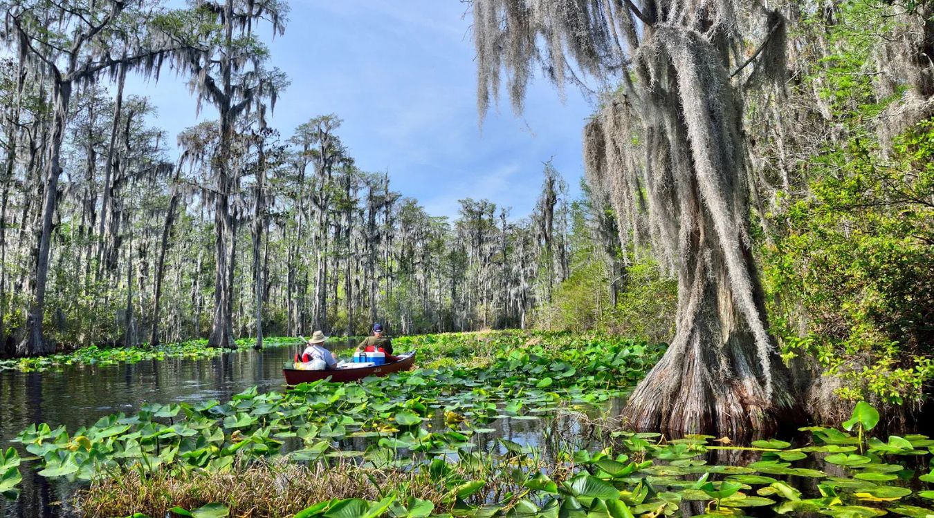 Secrets-Of-Georgia8217s-Okefenokee-Cypress-Forest secrets-of-georgias-okefenokee-cypress-forest