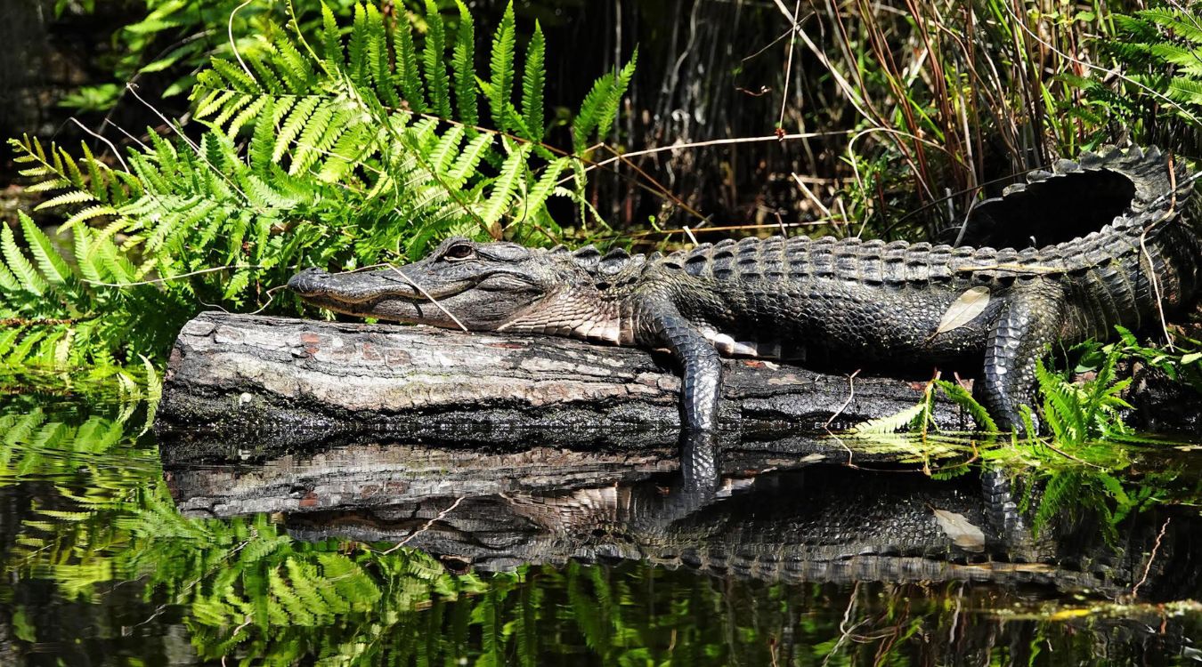 Secrets-Of-Georgia8217s-Okefenokee-Swamp-Alligator-Breeding-Grounds secrets-of-georgias-okefenokee-swamp-alligator-breeding-grounds