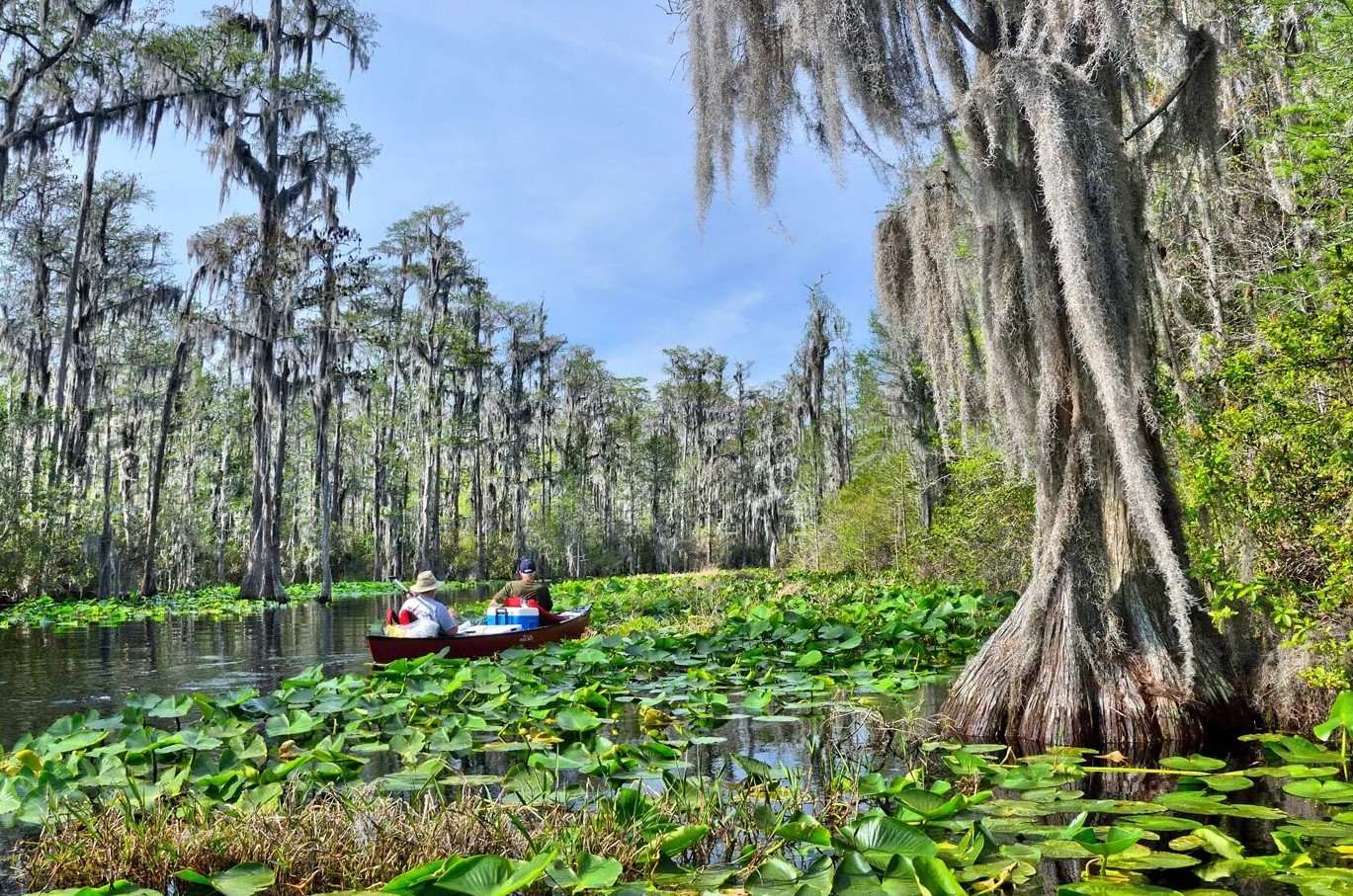 Secrets-Of-Georgia8217s-Okefenokee-Swamp-Forests secrets-of-georgias-okefenokee-swamp-forests