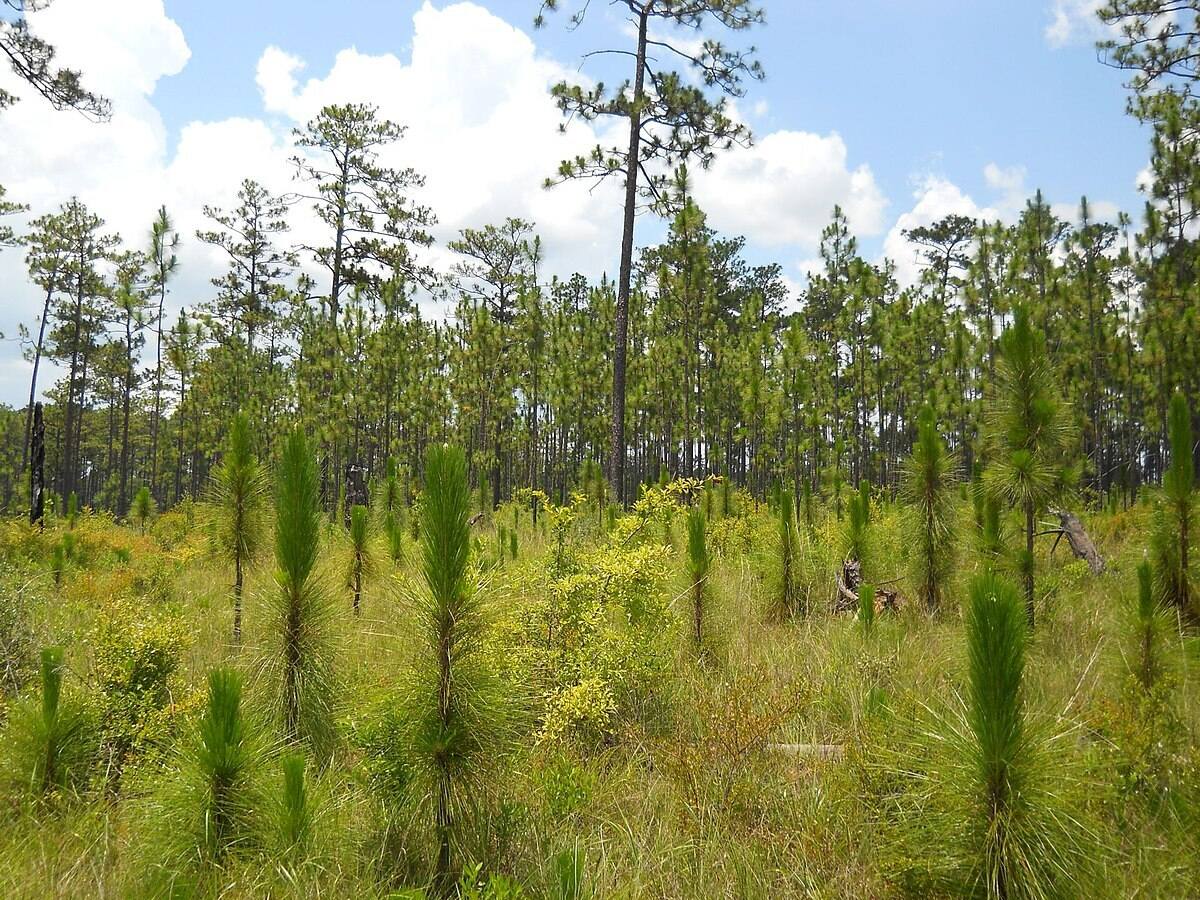 secrets-of-georgias-wade-tract-longleaf-pine-savannas