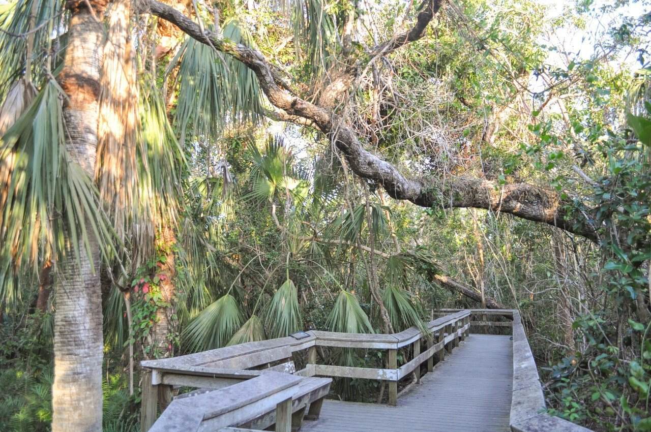 secrets-of-hardwood-hammocks-in-everglades-national-park