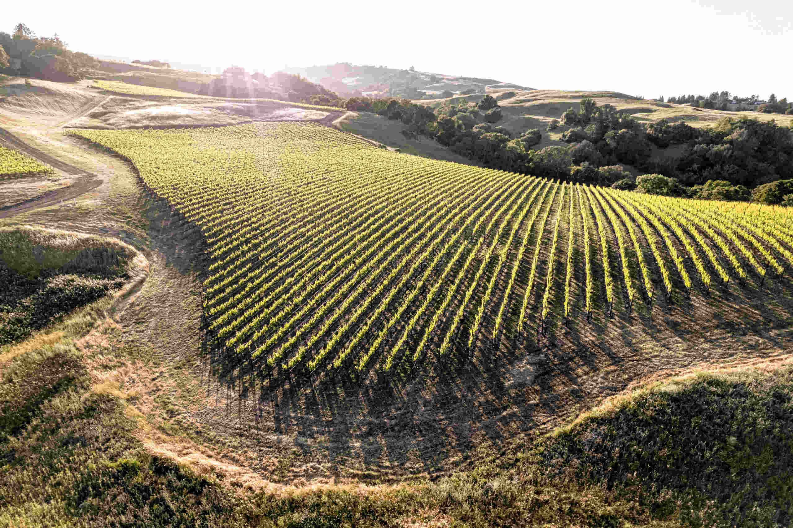Secrets-Of-Hidden-Valley-Vineyard-Terraces-In-Sonoma secrets-of-hidden-valley-vineyard-terraces-in-sonoma
