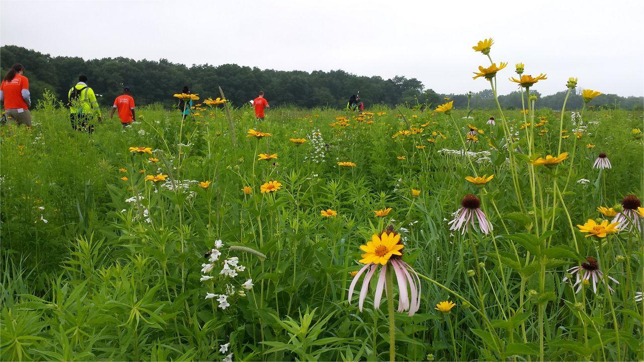 Secrets-Of-Illinois8217s-Midewin-Tallgrass-Prairie secrets-of-illinoiss-midewin-tallgrass-prairie