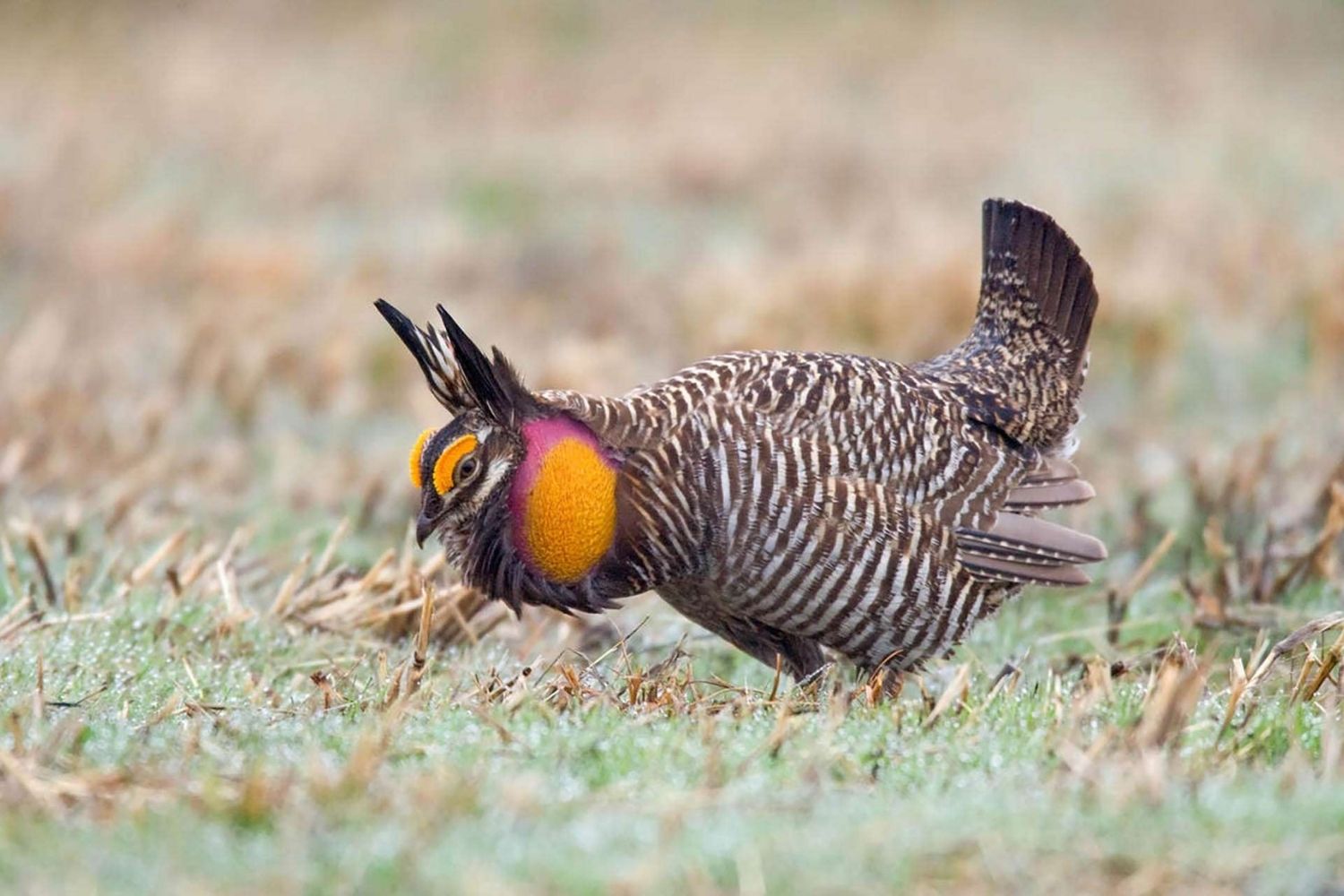 secrets-of-illinoiss-prairie-ridge-state-natural-area