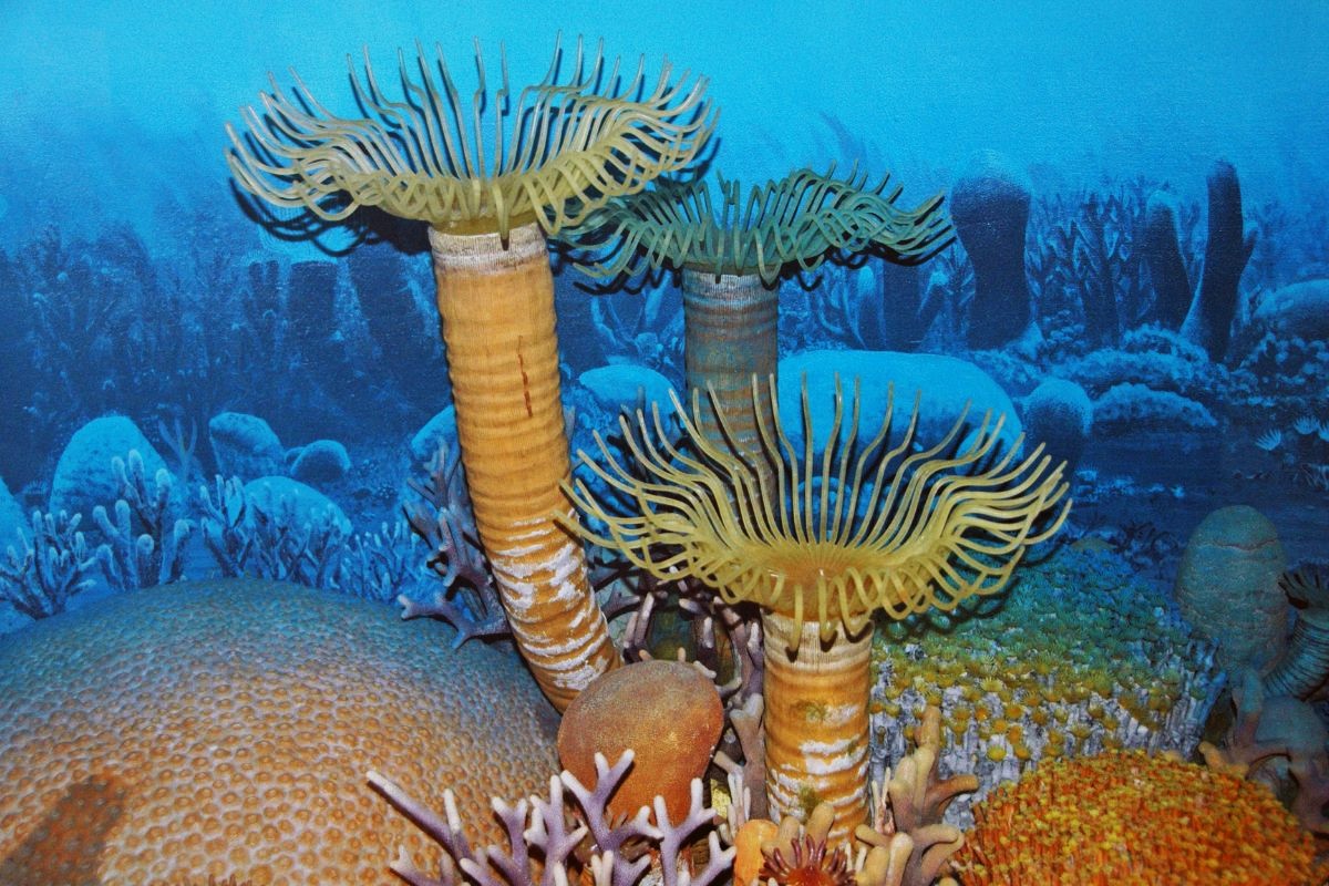 secrets-of-indianas-ancient-coral-beds