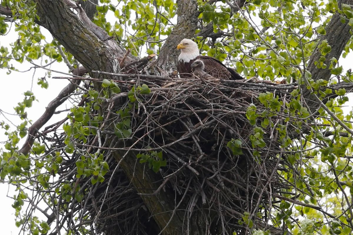 secrets-of-iowas-bald-eagle-nests