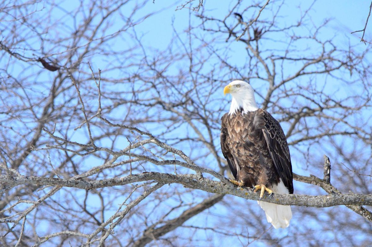 Secrets-Of-Iowa8217s-Bald-Eagle-Wintering-Grounds secrets-of-iowas-bald-eagle-wintering-grounds