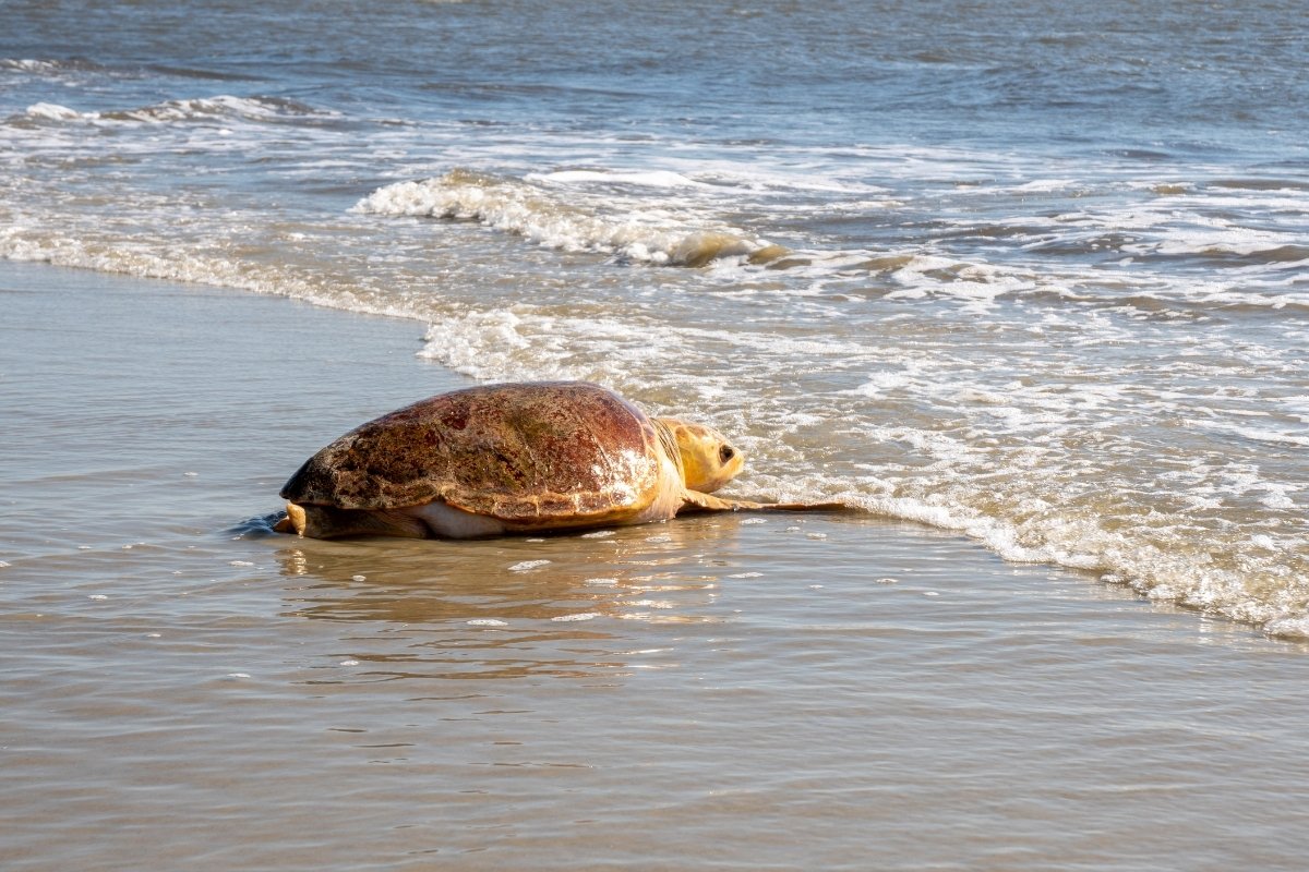 Secrets-Of-Jekyll-Island8217s-Turtle-Nesting-Patrols secrets-of-jekyll-islands-turtle-nesting-patrols