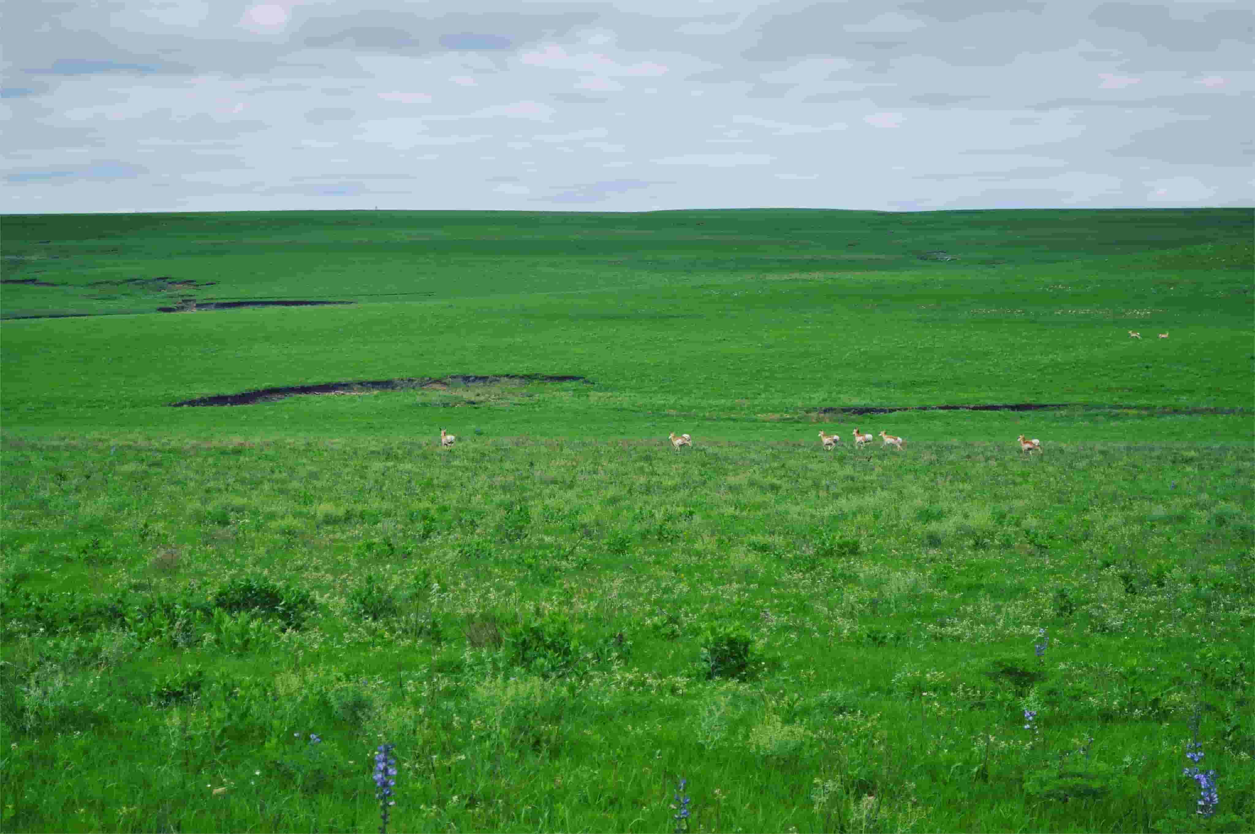 Secrets-Of-Kansas8217s-Flint-Hills-Gold-Prairie-Grasslands secrets-of-kansass-flint-hills-gold-prairie-grasslands