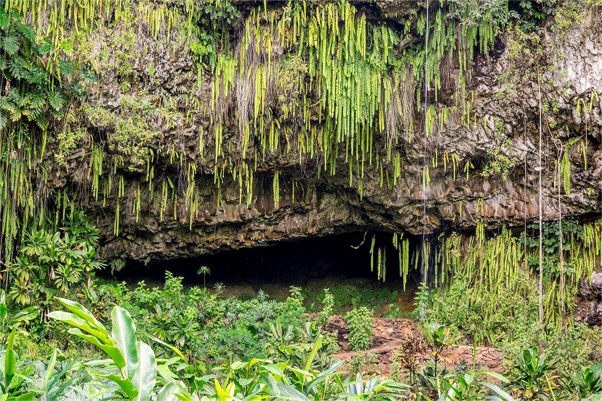 Secrets-Of-Kauai8217s-Emerald-Forest-Fern-Grottos secrets-of-kauais-emerald-forest-fern-grottos