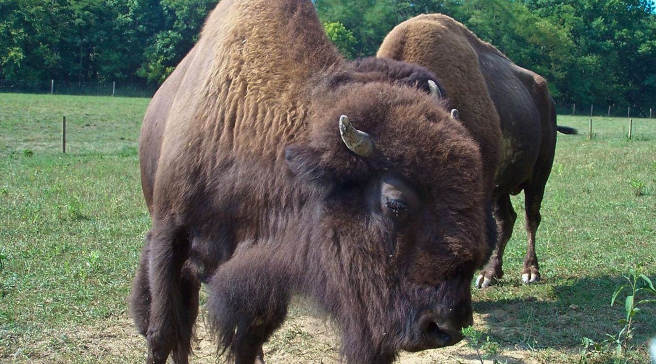 secrets-of-kentuckys-big-bone-lick-fossil-beds