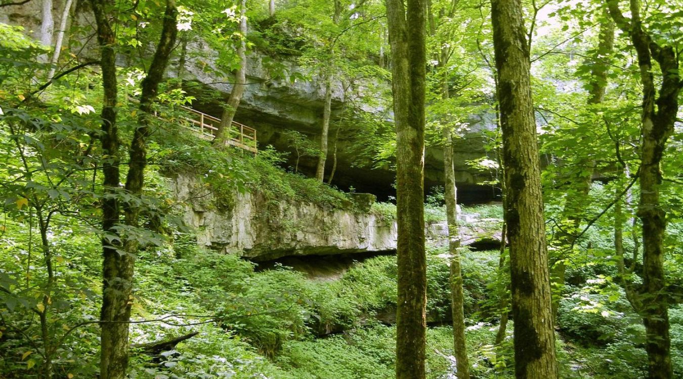 Secrets-Of-Kentucky8217s-Mammoth-Cave-Hardwood-Forests secrets-of-kentuckys-mammoth-cave-hardwood-forests