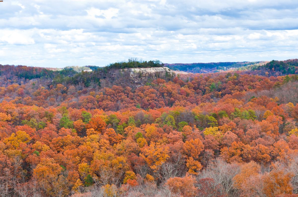 Secrets-Of-Kentucky8217s-Silent-Forest-Glades secrets-of-kentuckys-silent-forest-glades