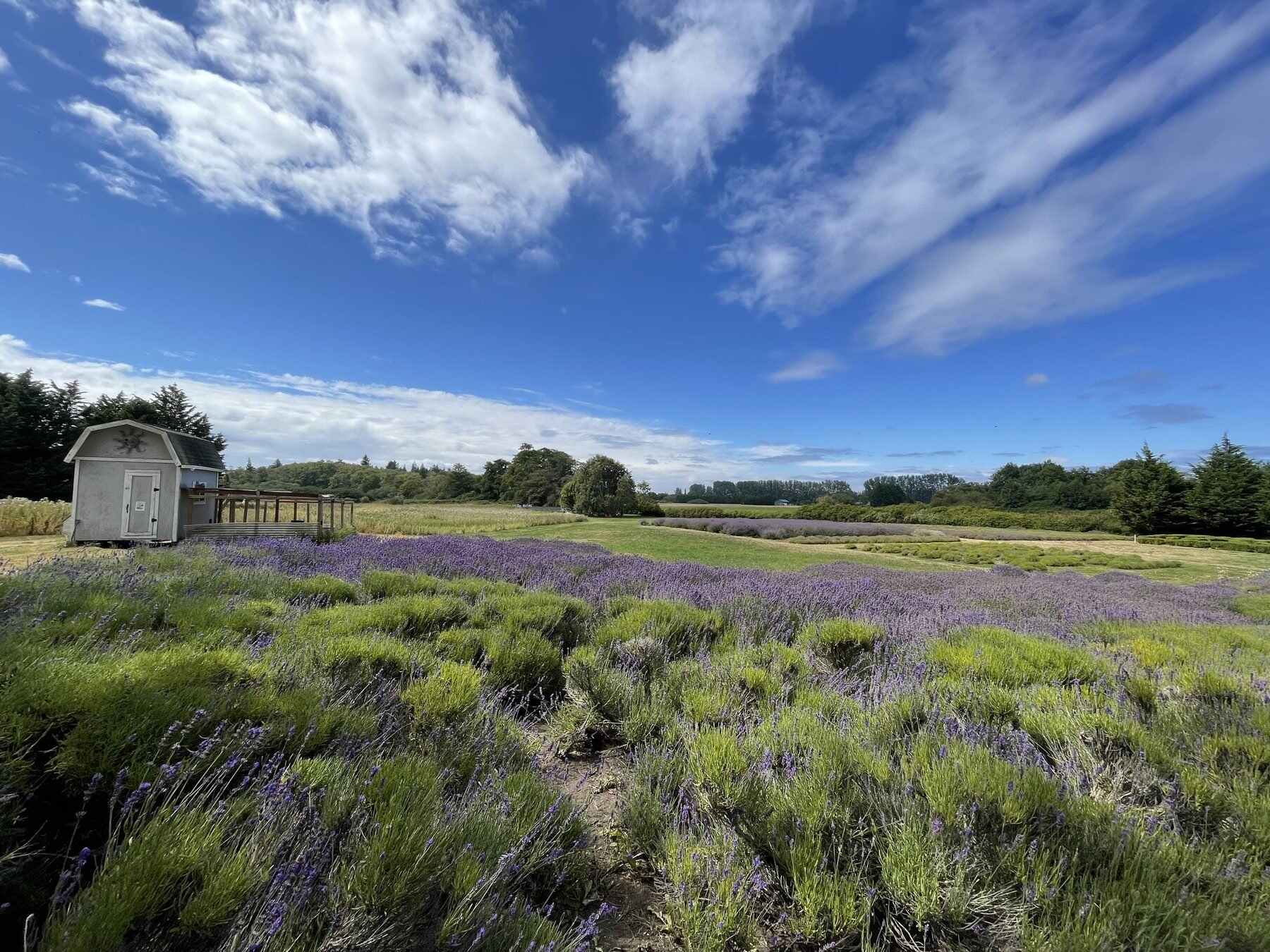 Secrets-Of-Lavender-Scented-Sequim-Valley secrets-of-lavender-scented-sequim-valley