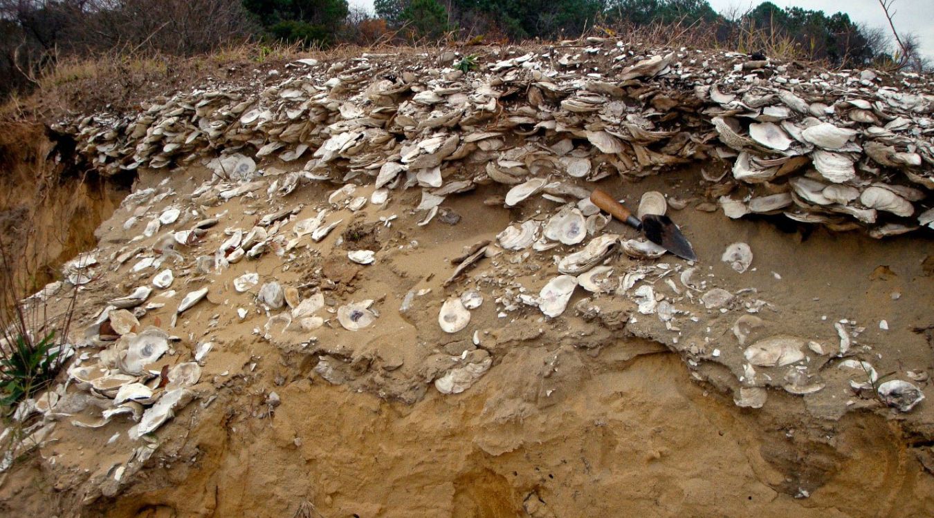 secrets-of-louisianas-ancient-shell-middens
