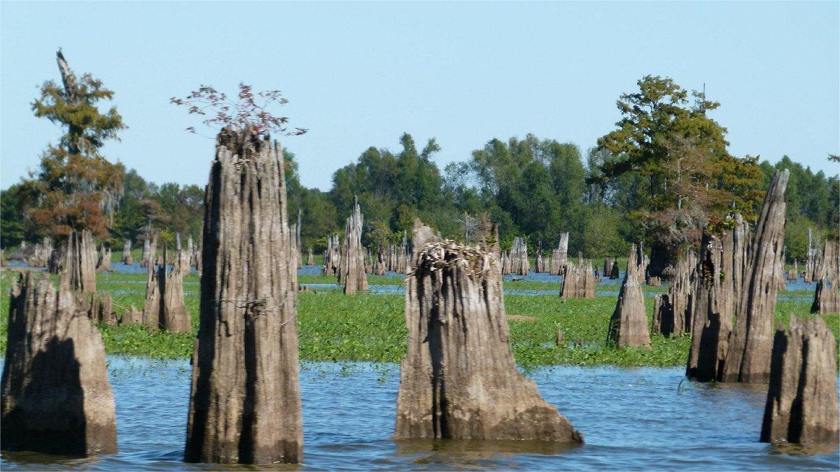secrets-of-louisianas-atchafalaya-basin-grass-mats