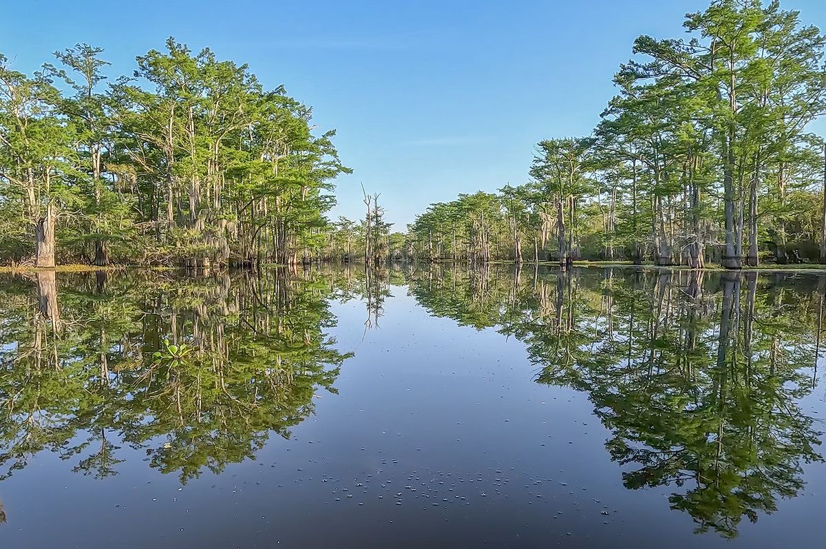 Secrets-Of-Louisiana8217s-Atchafalaya-Basin-Swamp-Forests secrets-of-louisianas-atchafalaya-basin-swamp-forests