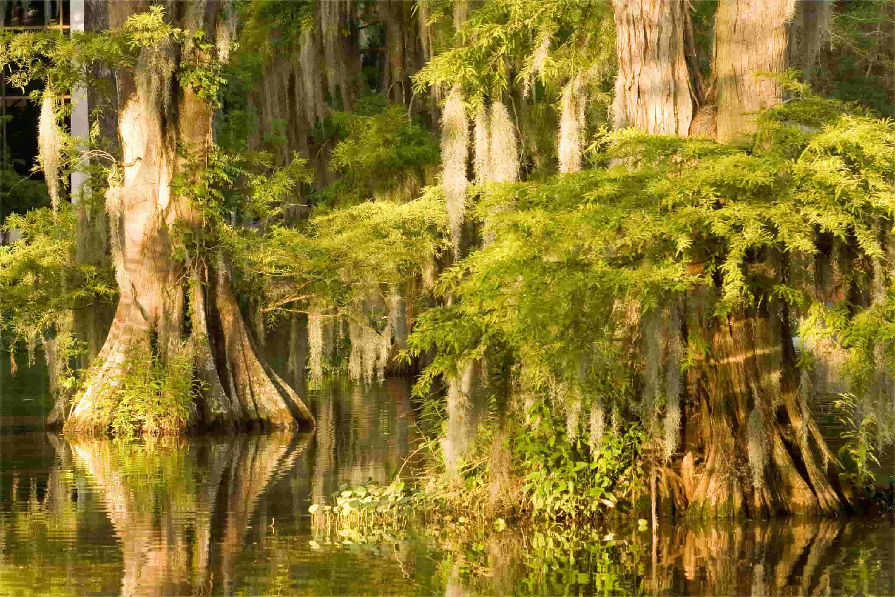 secrets-of-louisianas-atchafalaya-cypress-gardens