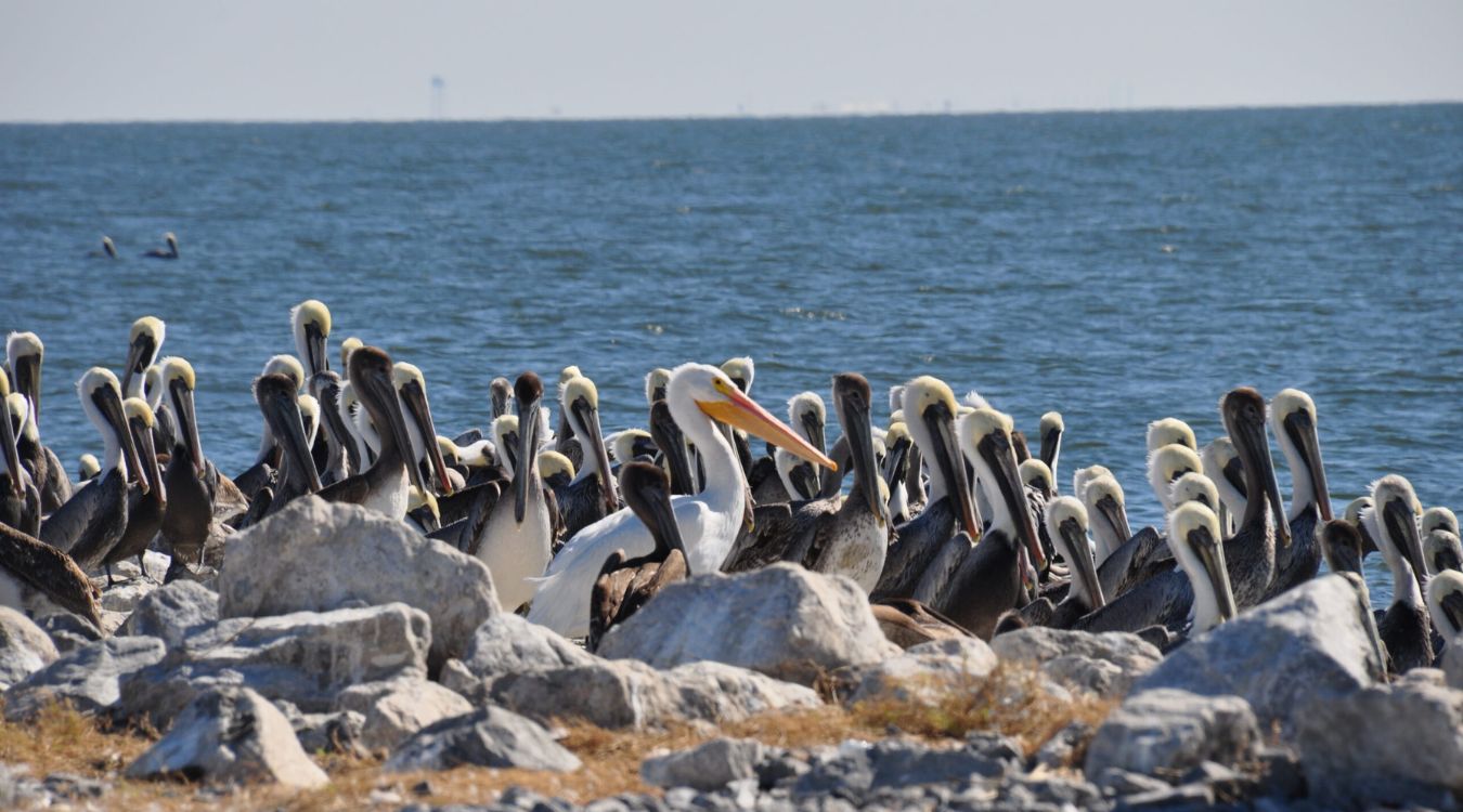 secrets-of-louisianas-barataria-bay-pelican-rookeries