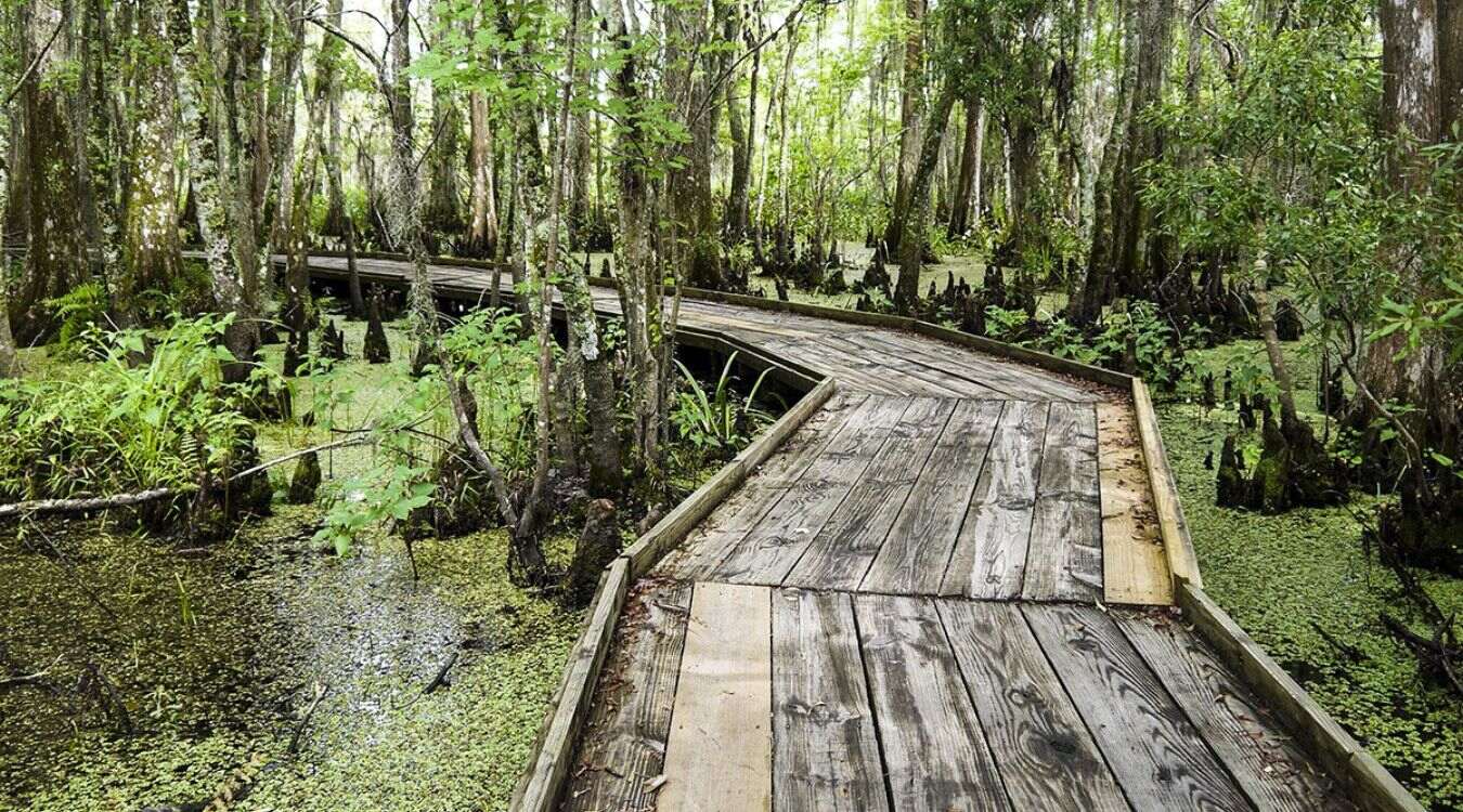 Secrets-Of-Louisiana8217s-Barataria-Marshlands secrets-of-louisianas-barataria-marshlands