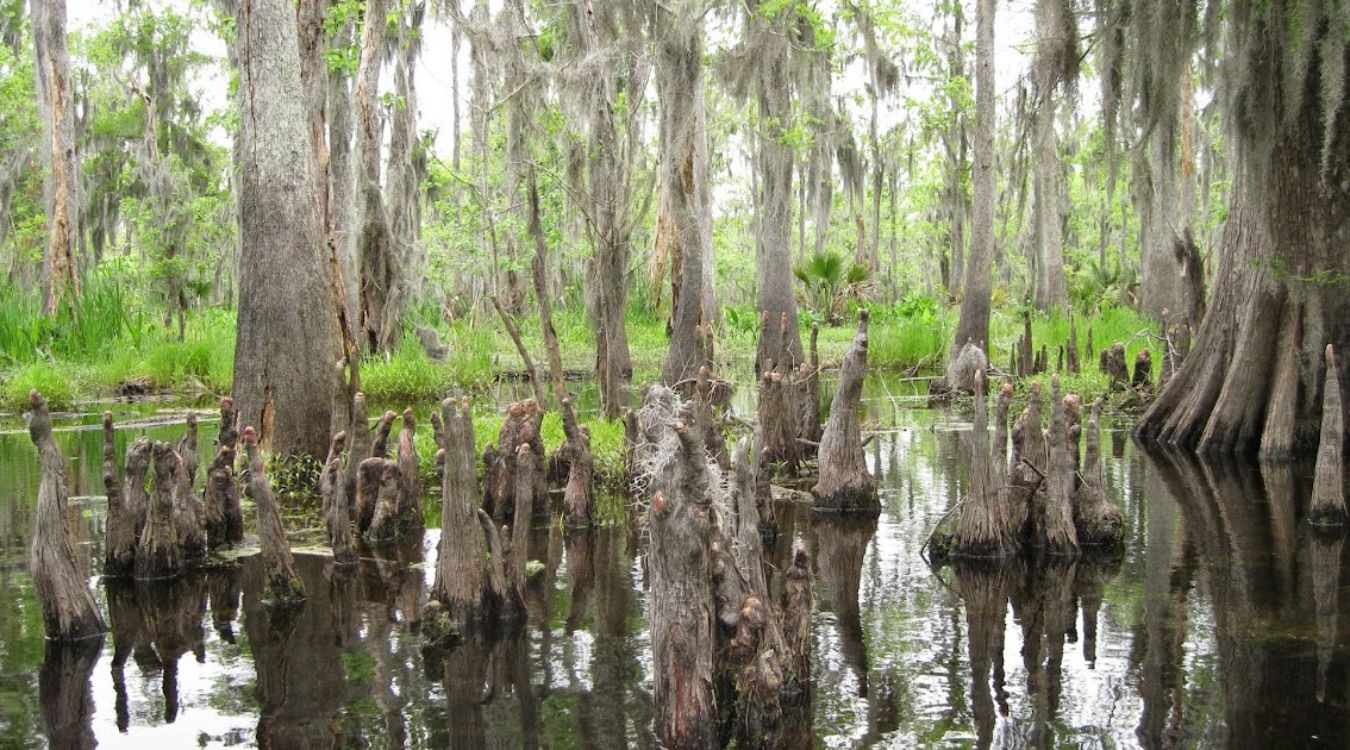 secrets-of-louisianas-bayou-sauvage-shell-middens