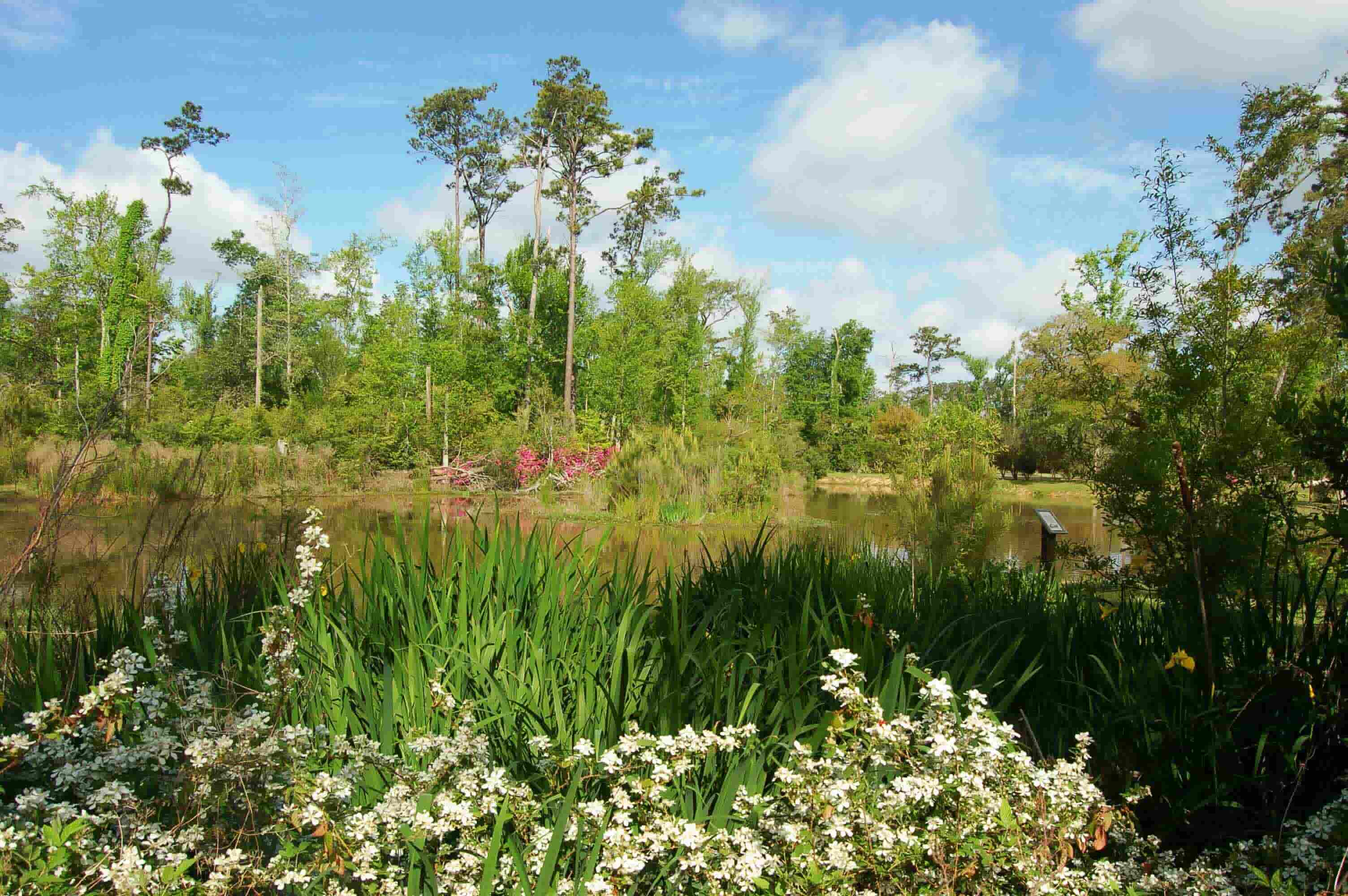 Secrets-Of-Louisiana8217s-Big-Branch-Marsh-Pitcher-Plant-Bogs secrets-of-louisianas-big-branch-marsh-pitcher-plant-bogs