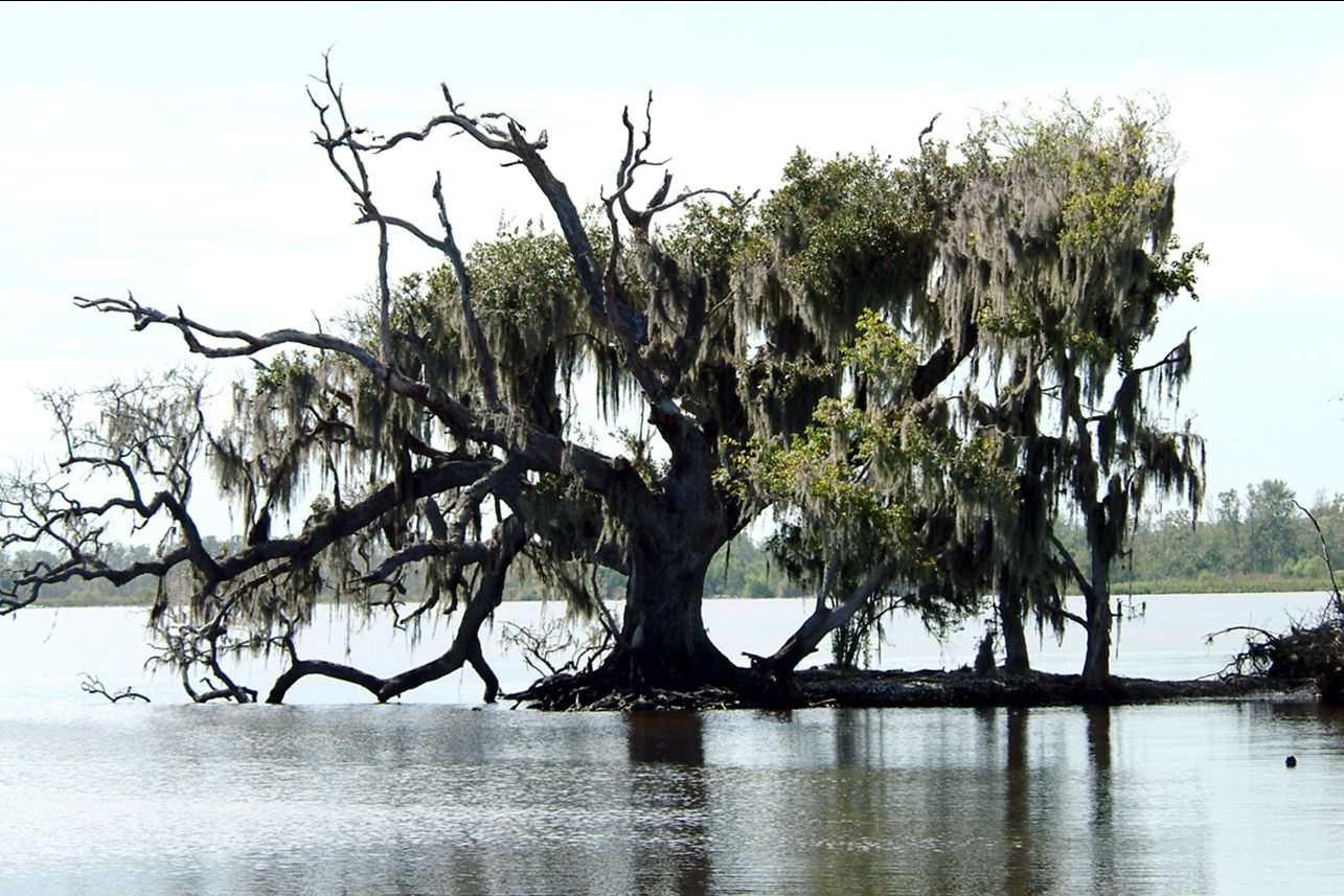 Secrets-Of-Louisiana8217s-Coastal-Bird-Rookeries secrets-of-louisianas-coastal-bird-rookeries
