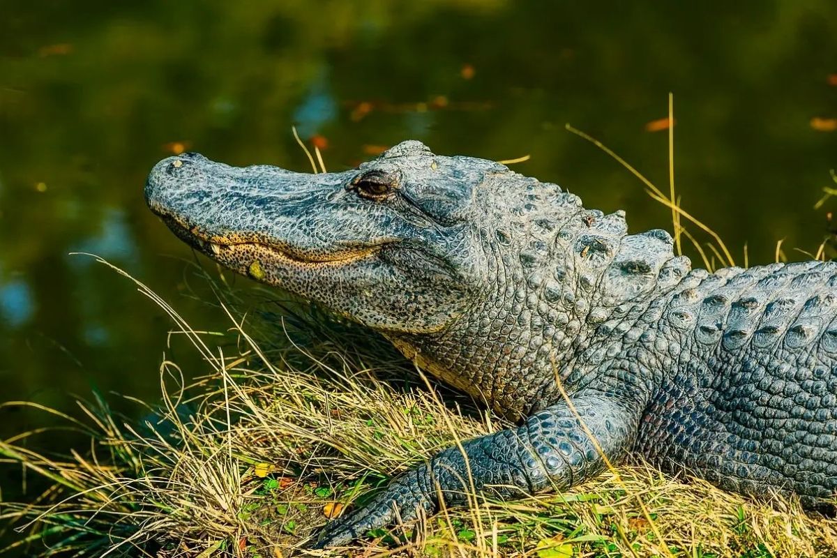 secrets-of-louisianas-honey-island-swamp-alligator-holes
