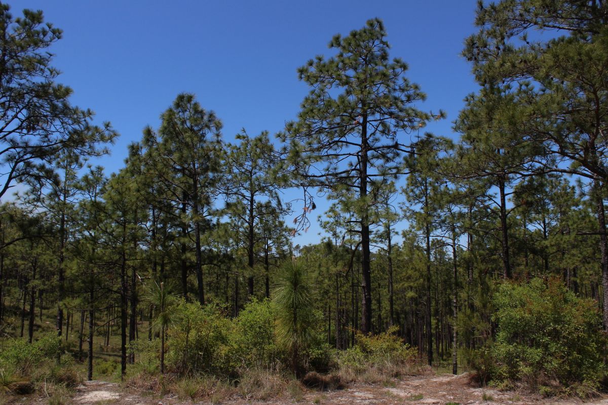 secrets-of-louisianas-kisatchie-pine-needle-forest-floors