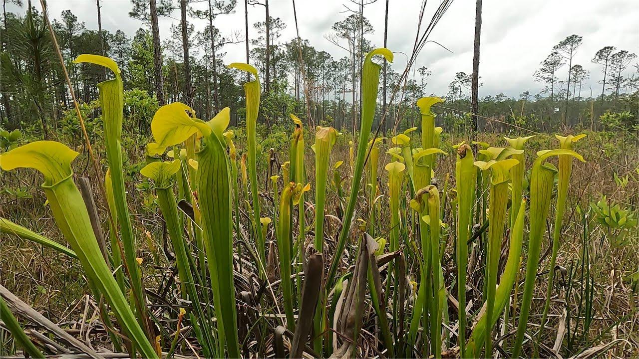 secrets-of-louisianas-lake-ramsey-savannah-pitcher-plant-bogs
