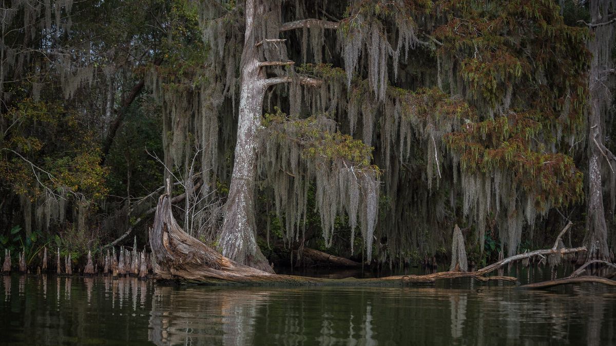 secrets-of-louisianas-lake-verret-cypress-swamps