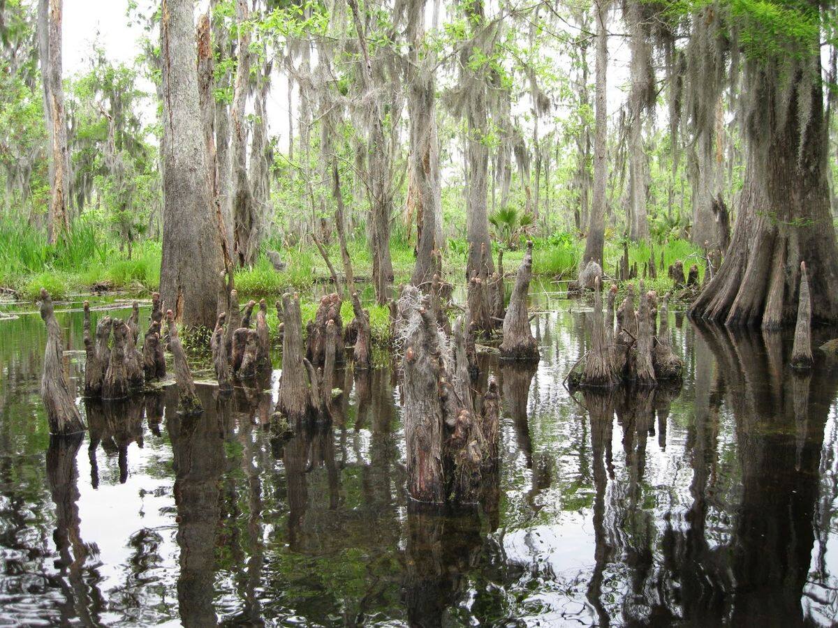 Secrets-Of-Louisiana8217s-Manchac-Swamp-Cypress-Knees secrets-of-louisianas-manchac-swamp-cypress-knees