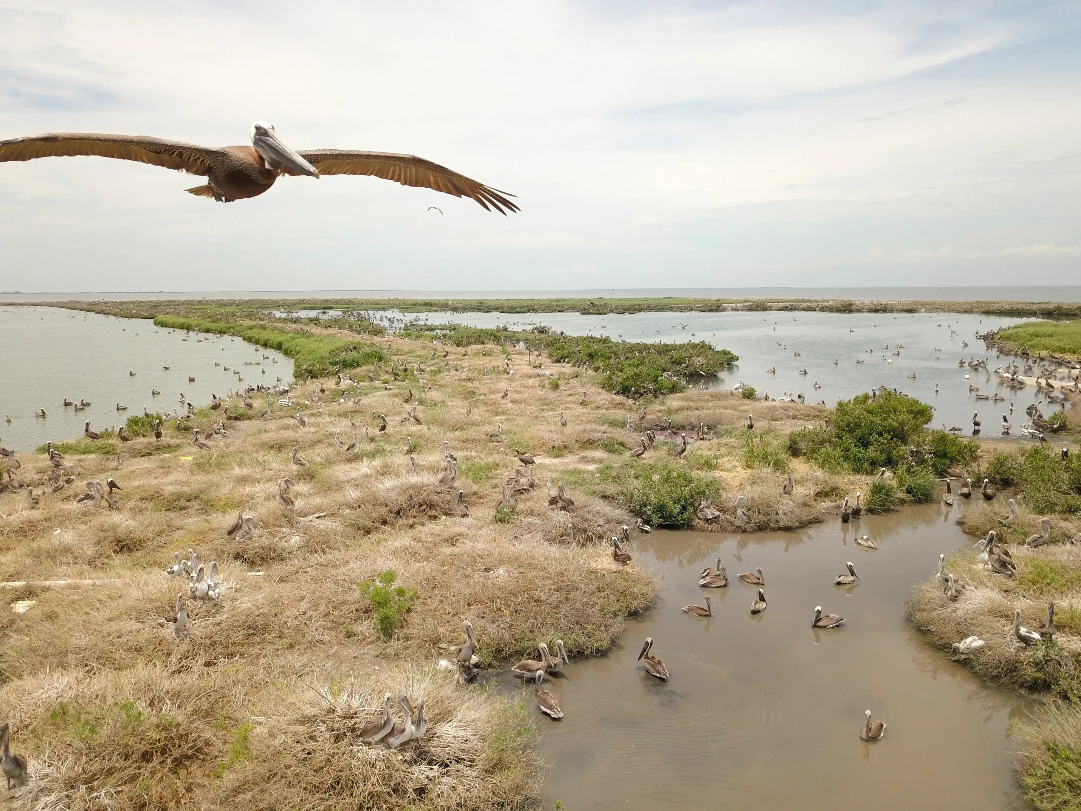 secrets-of-louisianas-queen-bess-island-pelican-rookeries