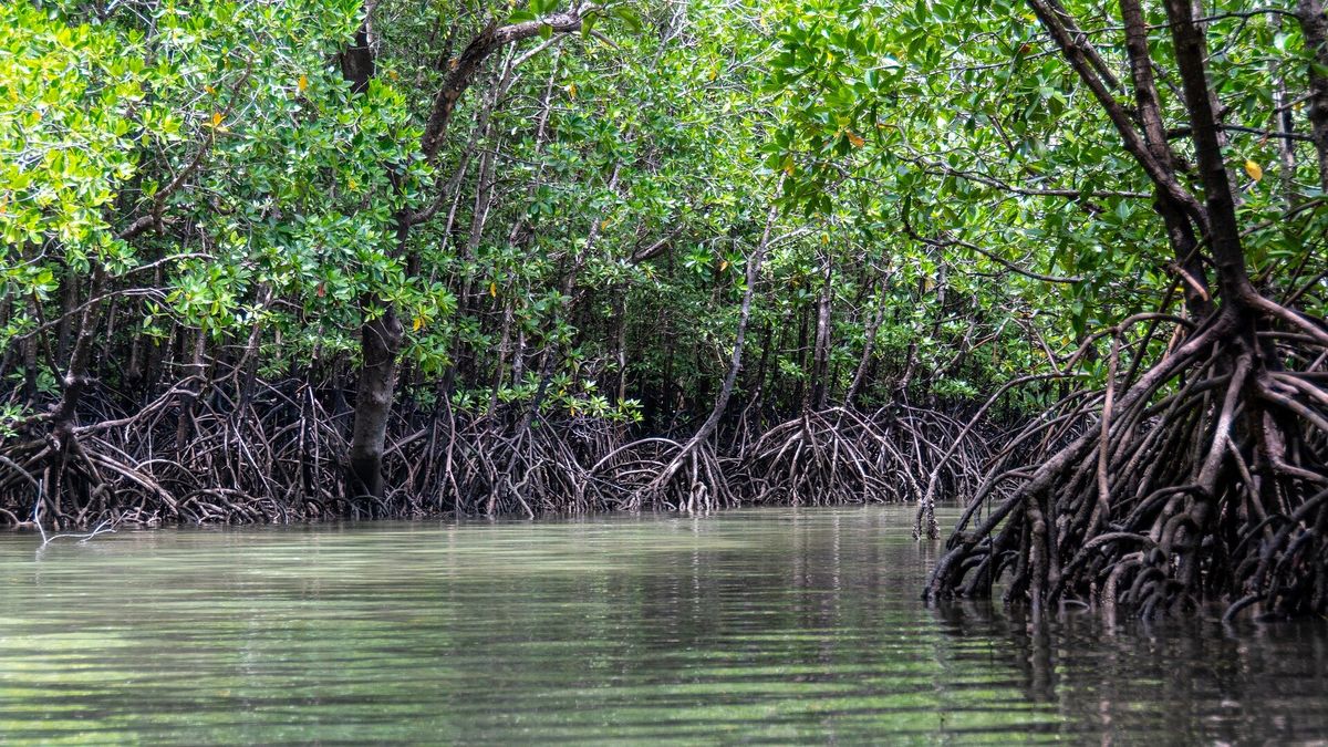 Secrets-Of-Louisiana8217s-Tangled-Mangrove-Tunnels secrets-of-louisianas-tangled-mangrove-tunnels