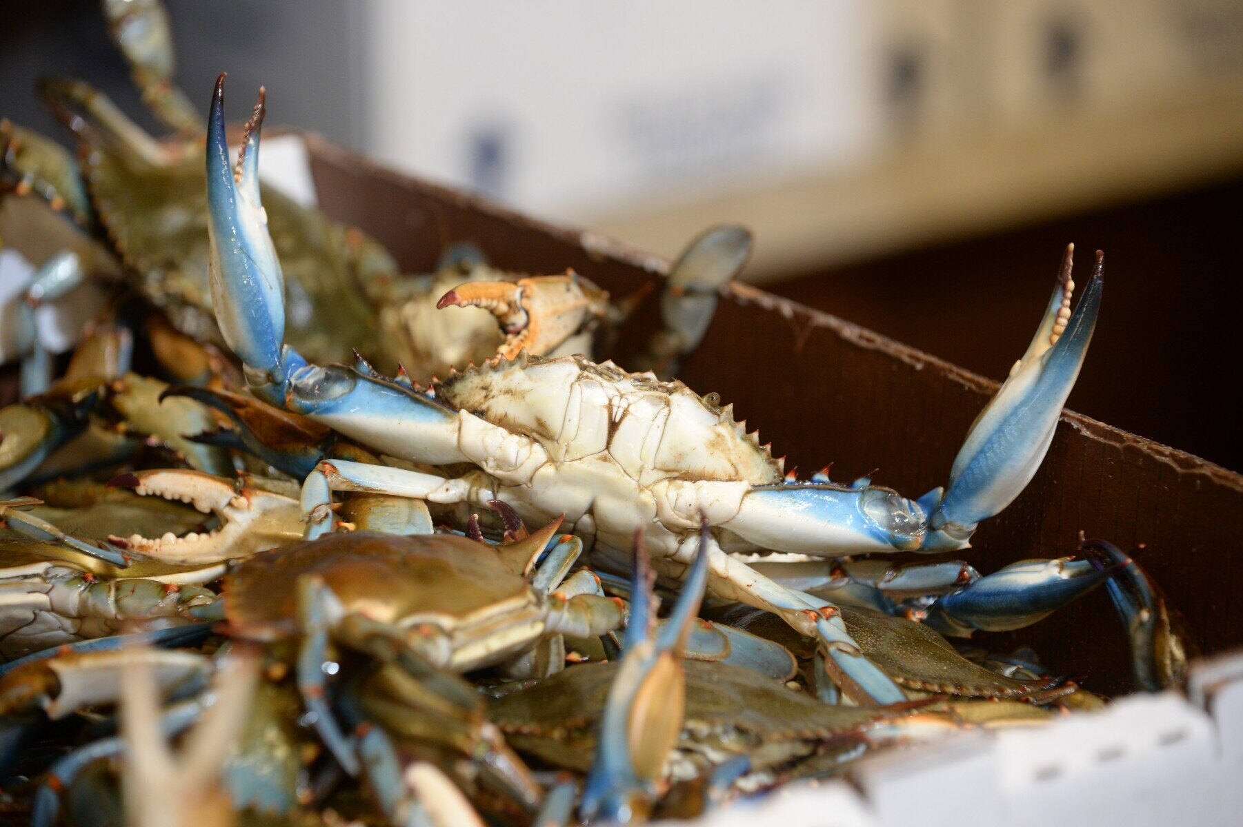 secrets-of-louisianas-terrebonne-parish-blue-crab-spawning-grounds