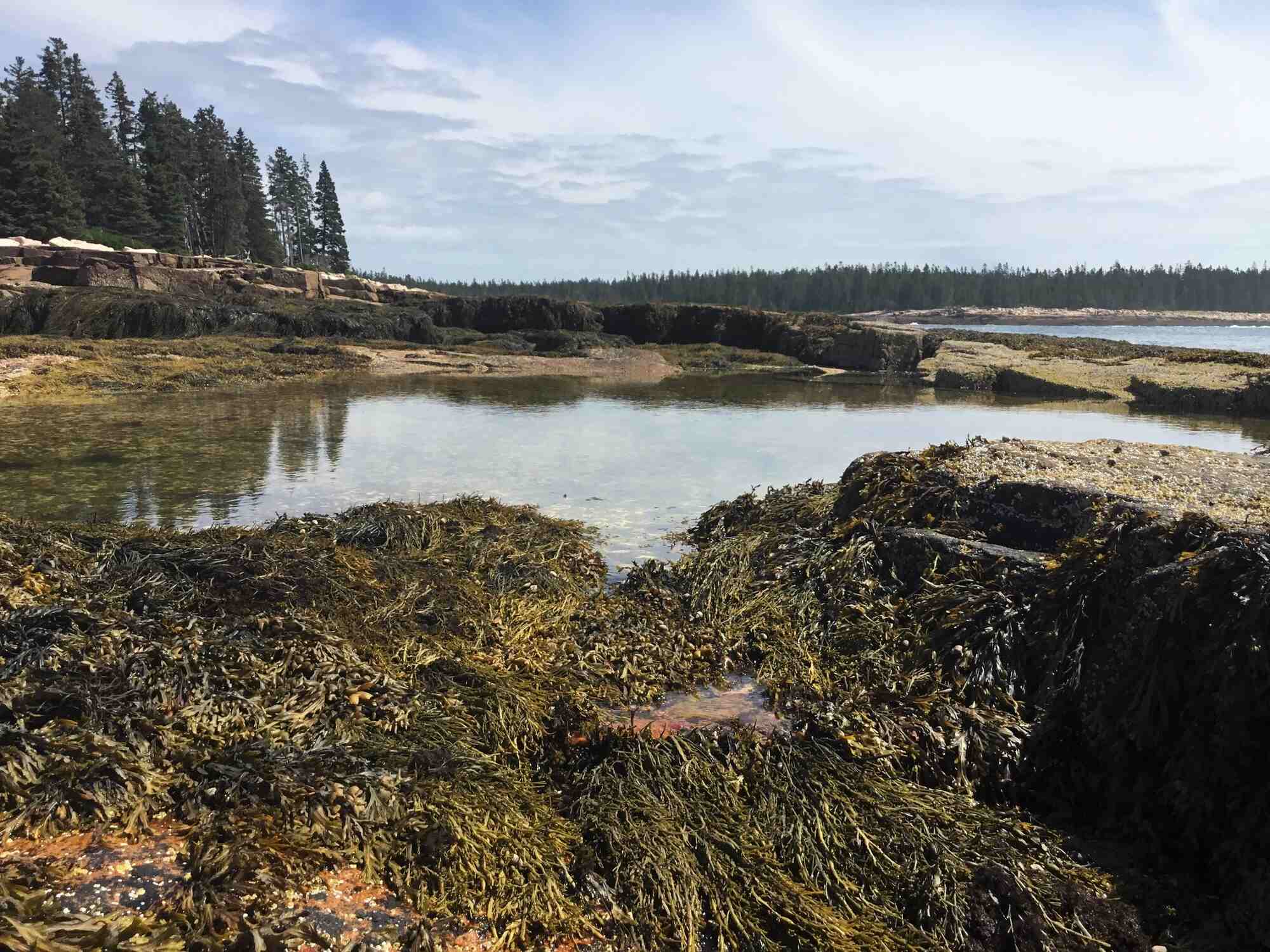 secrets-of-maines-acadia-national-park-tide-pools