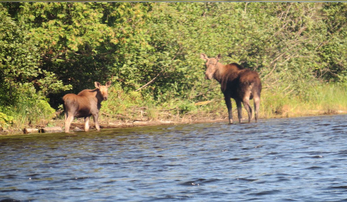 Secrets-Of-Maine8217s-Allagash-Wilderness-Moose-Territories secrets-of-maines-allagash-wilderness-moose-territories