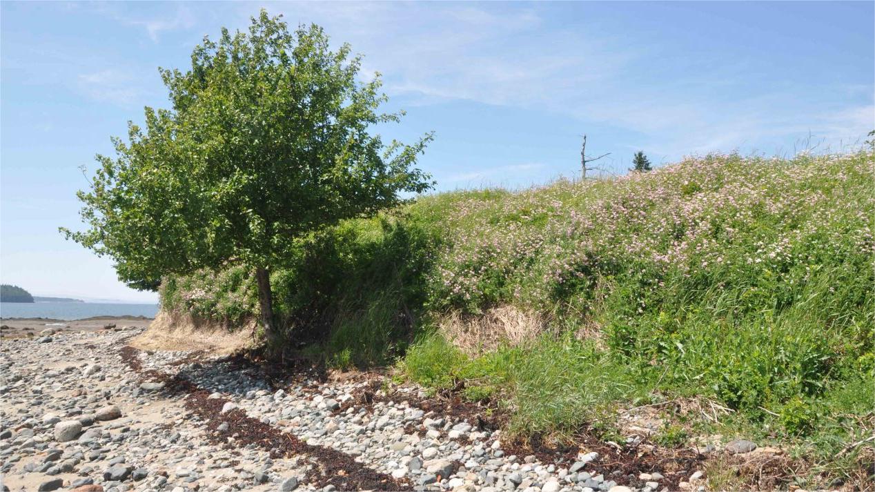 secrets-of-maines-cobscook-bay-shell-middens