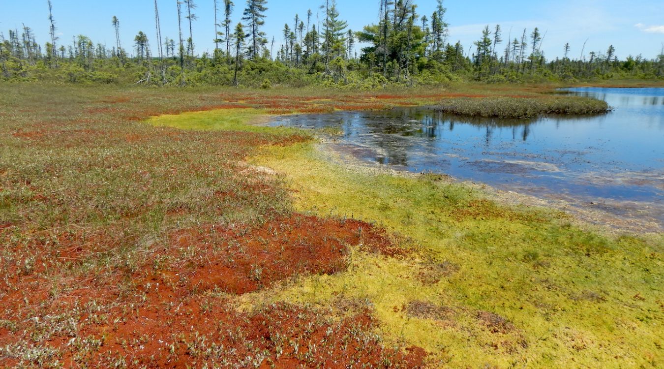 Secrets-Of-Maine8217s-Floating-Peat-Bogs secrets-of-maines-floating-peat-bogs