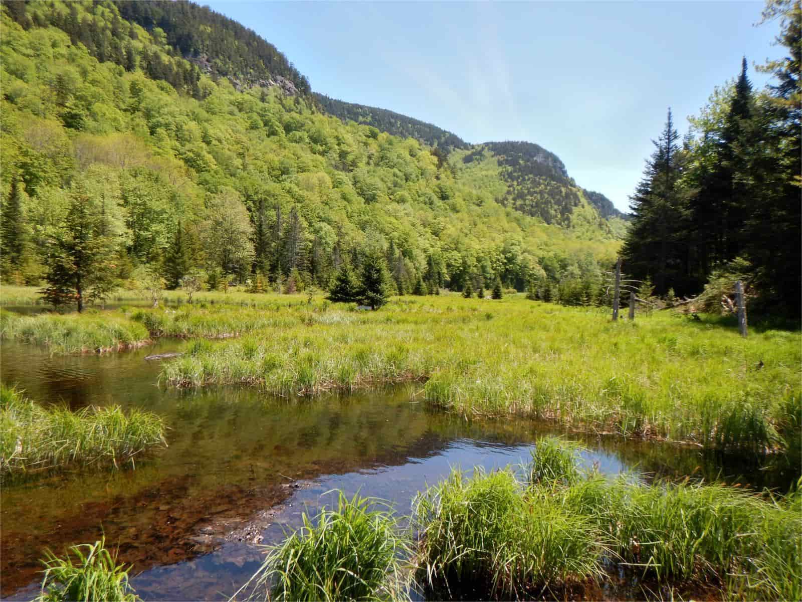 secrets-of-maines-great-heath-bogs