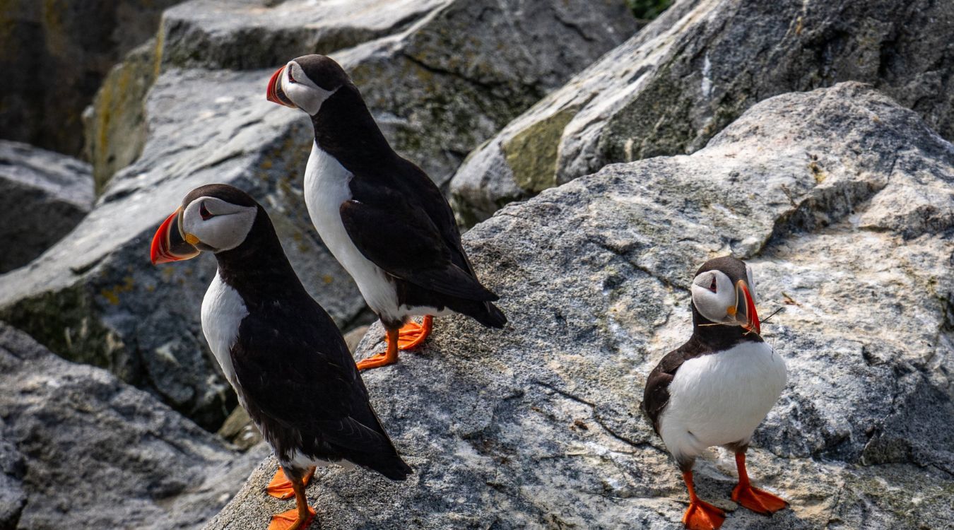 secrets-of-maines-machias-seal-bird-sanctuaries