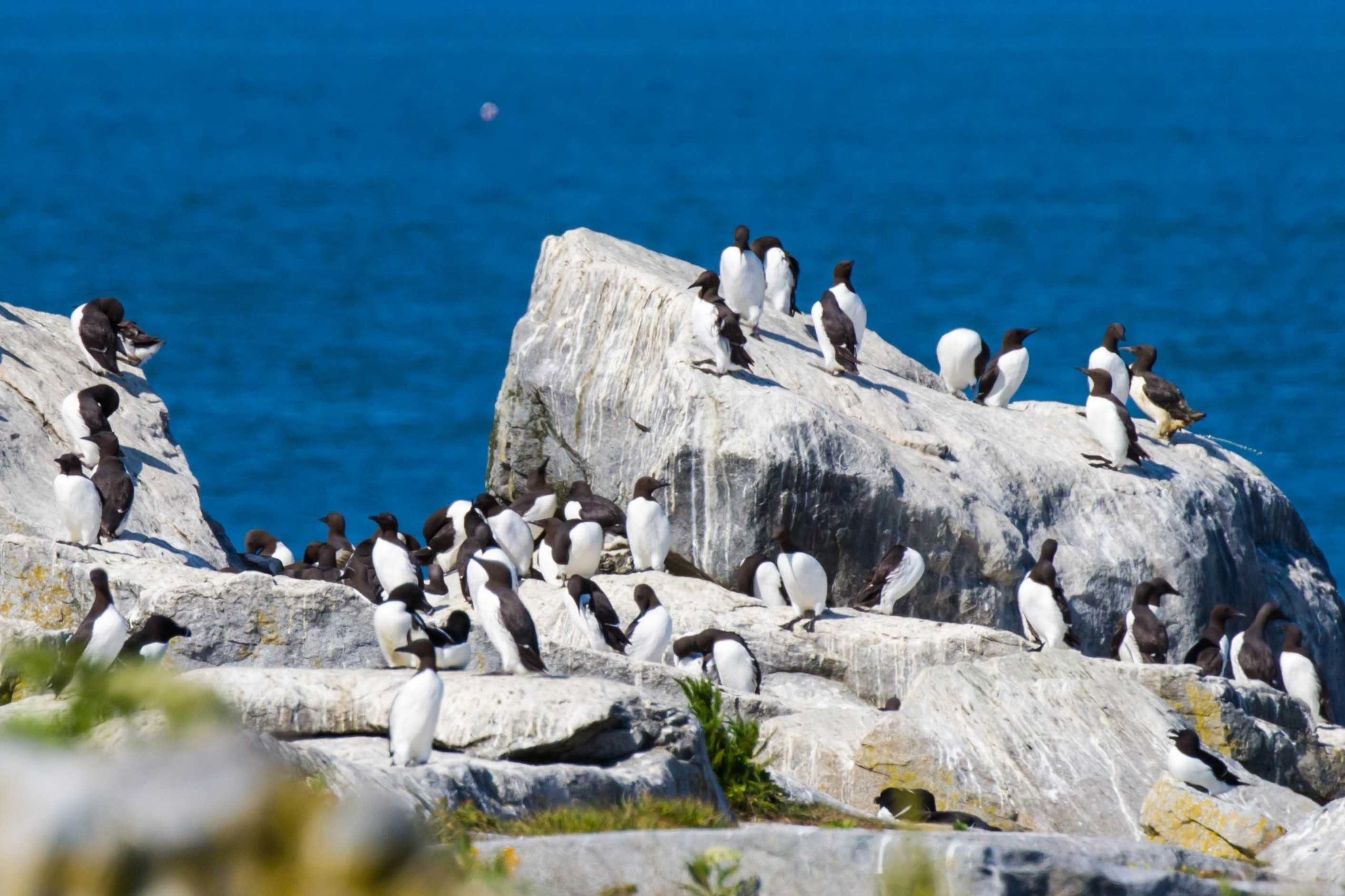 secrets-of-maines-machias-seal-island-bird-sanctuaries