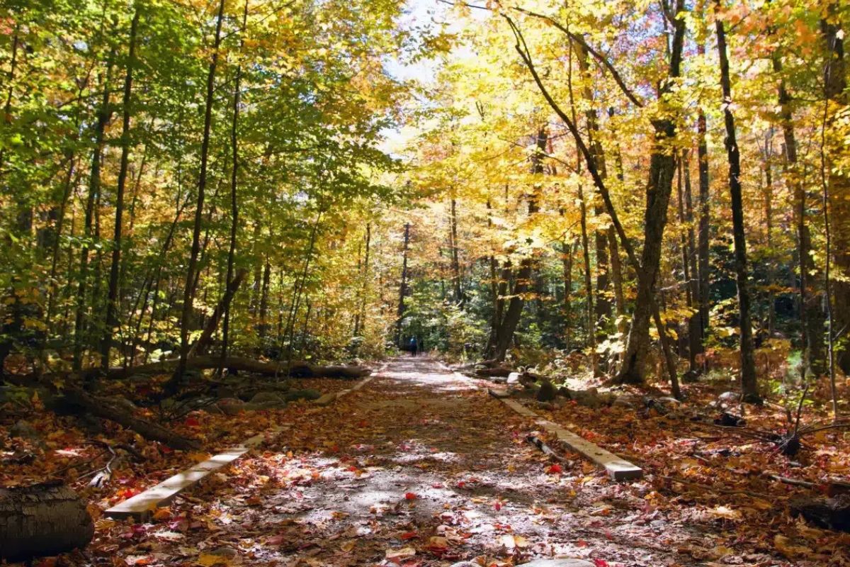secrets-of-maple-sugar-trails-in-new-hampshires-monadnock