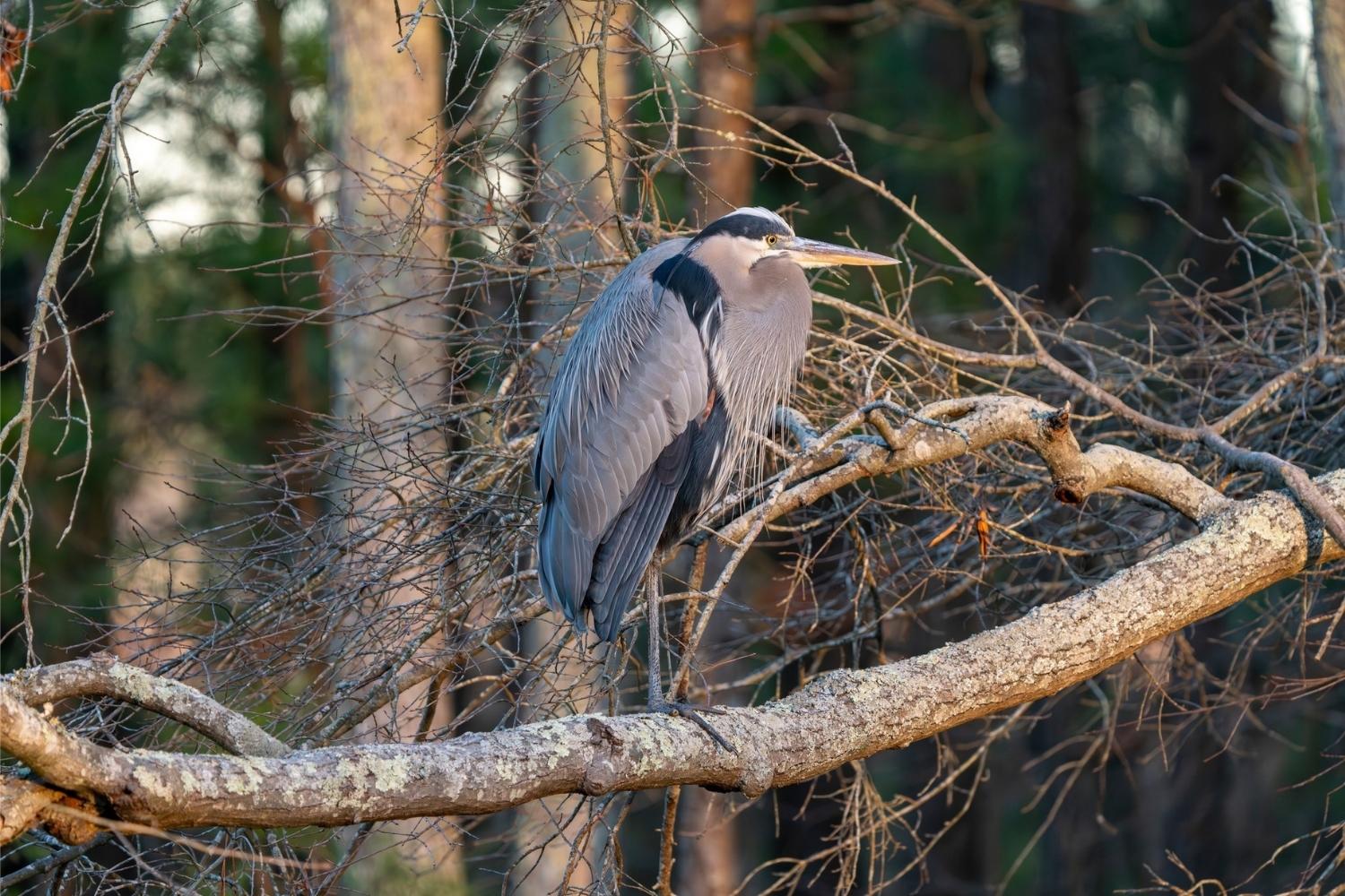 secrets-of-marylands-blackwater-refuge-blue-heron-rookeries